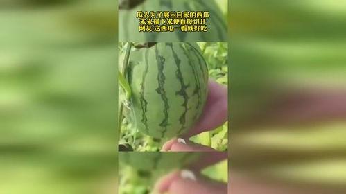 一看就会吃瓜的视频,轻松吃瓜指南!