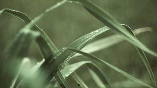 伤感的吃瓜视频素材高清,高清伤感吃瓜瞬间,触动人心