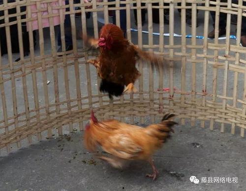 斗鸡吃瓜视频大全,盘点热门斗鸡吃瓜视频大全