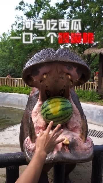 嘎嘣脆带你吃瓜的小视频,嘎嘣脆带你领略美食瓜界新风尚