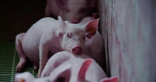 猪吃瓜有营养吗视频教程,视频教程带你了解猪的饮食与健康