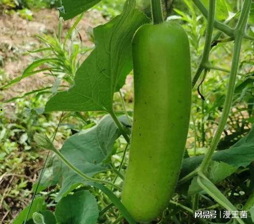 瓠子瓜适合减脂吃吗视频