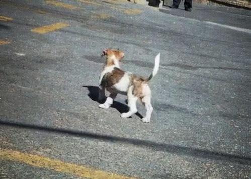 瘸狗吃瓜原视频,一场意外引发的欢乐盛宴