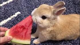 小兔会吃洋瓜吗视频,一场味蕾的冒险之旅