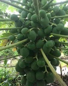 花千树吃瓜视频,揭秘娱乐圈幕后故事