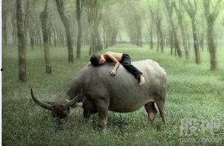 青海牛多多的吃瓜视频,揭秘草原上的欢乐时光