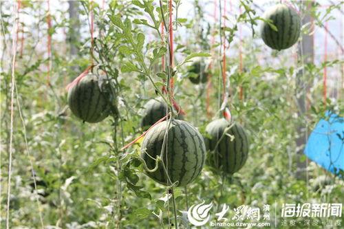 马边的吃瓜视频,揭秘娱乐圈幕后故事